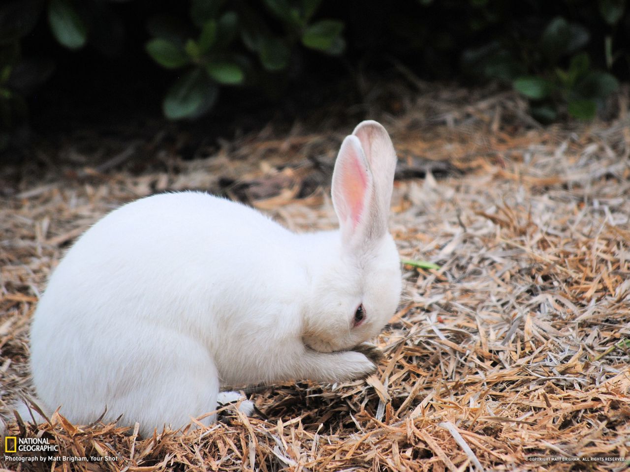 Rabbit, Oregon