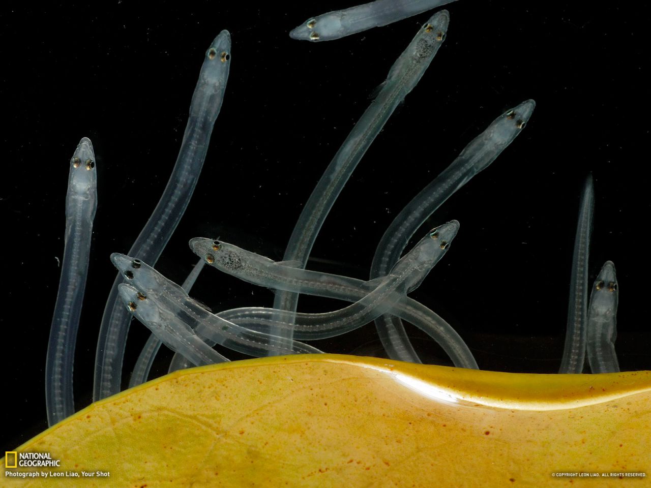 Glass Eels