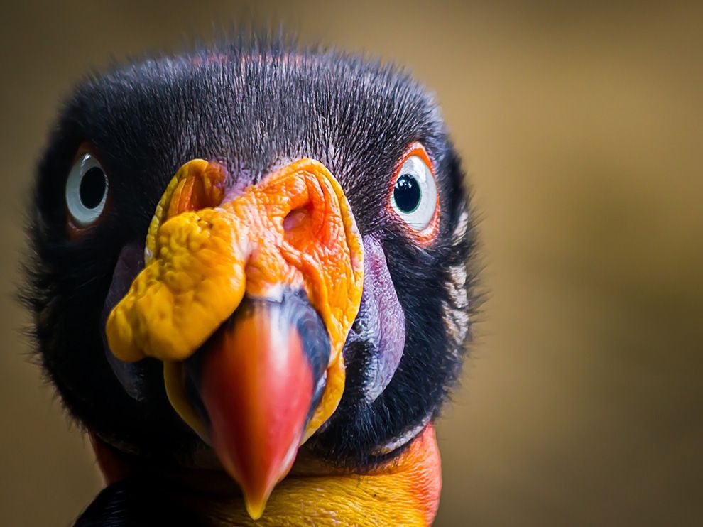 King Vulture