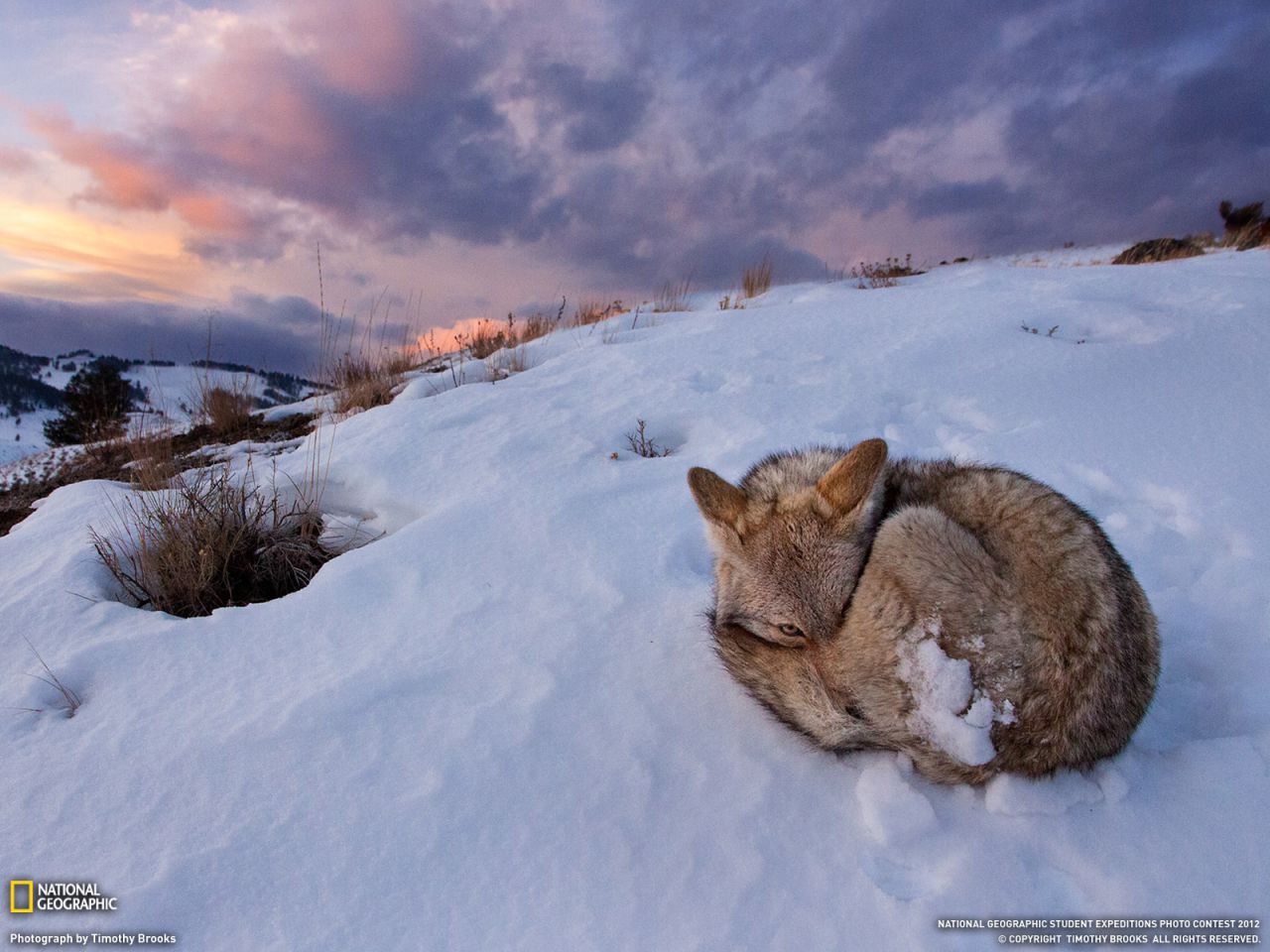 Coyote, Yellowstone National Park