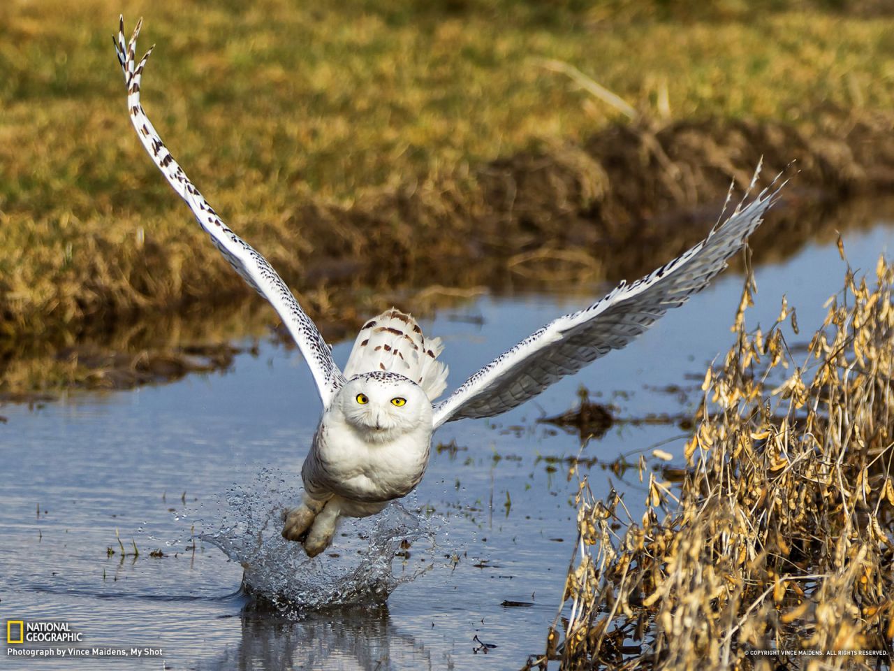 Snowy Owl, Canada
