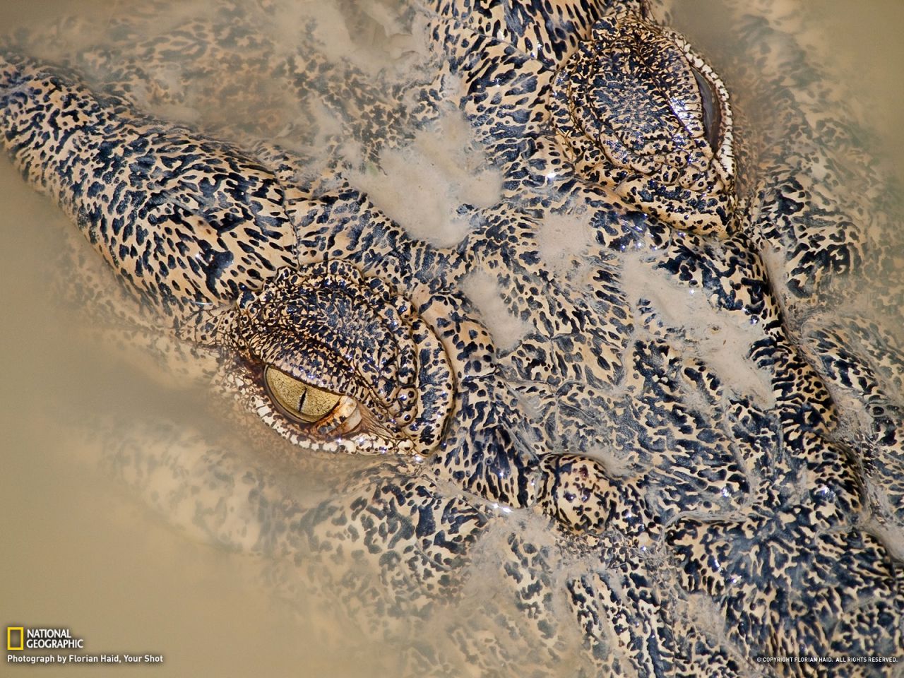 Crocodile, Australia