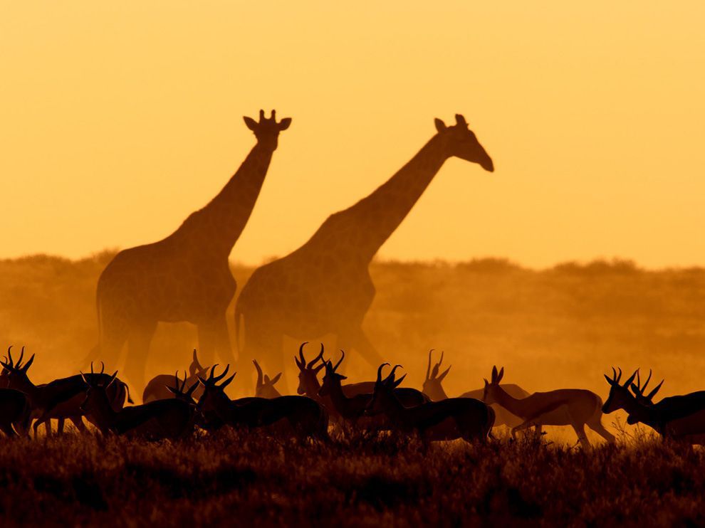 Giraffes and Gazelles, Namibia