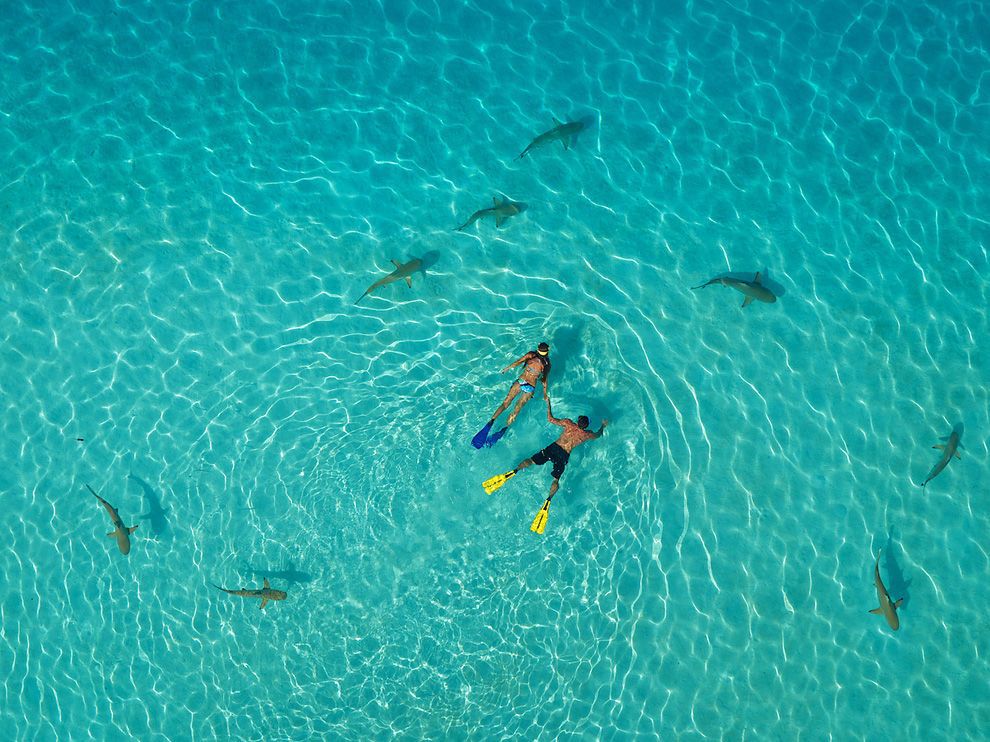 Snorkelers and Sharks, French Polynesia