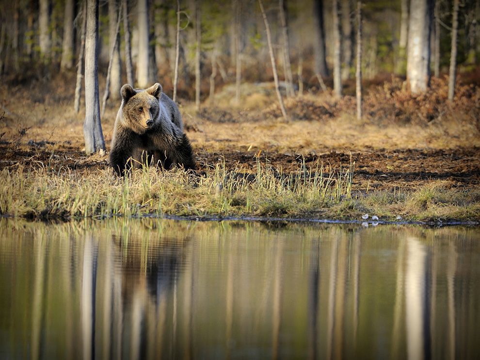 Bear, Finland