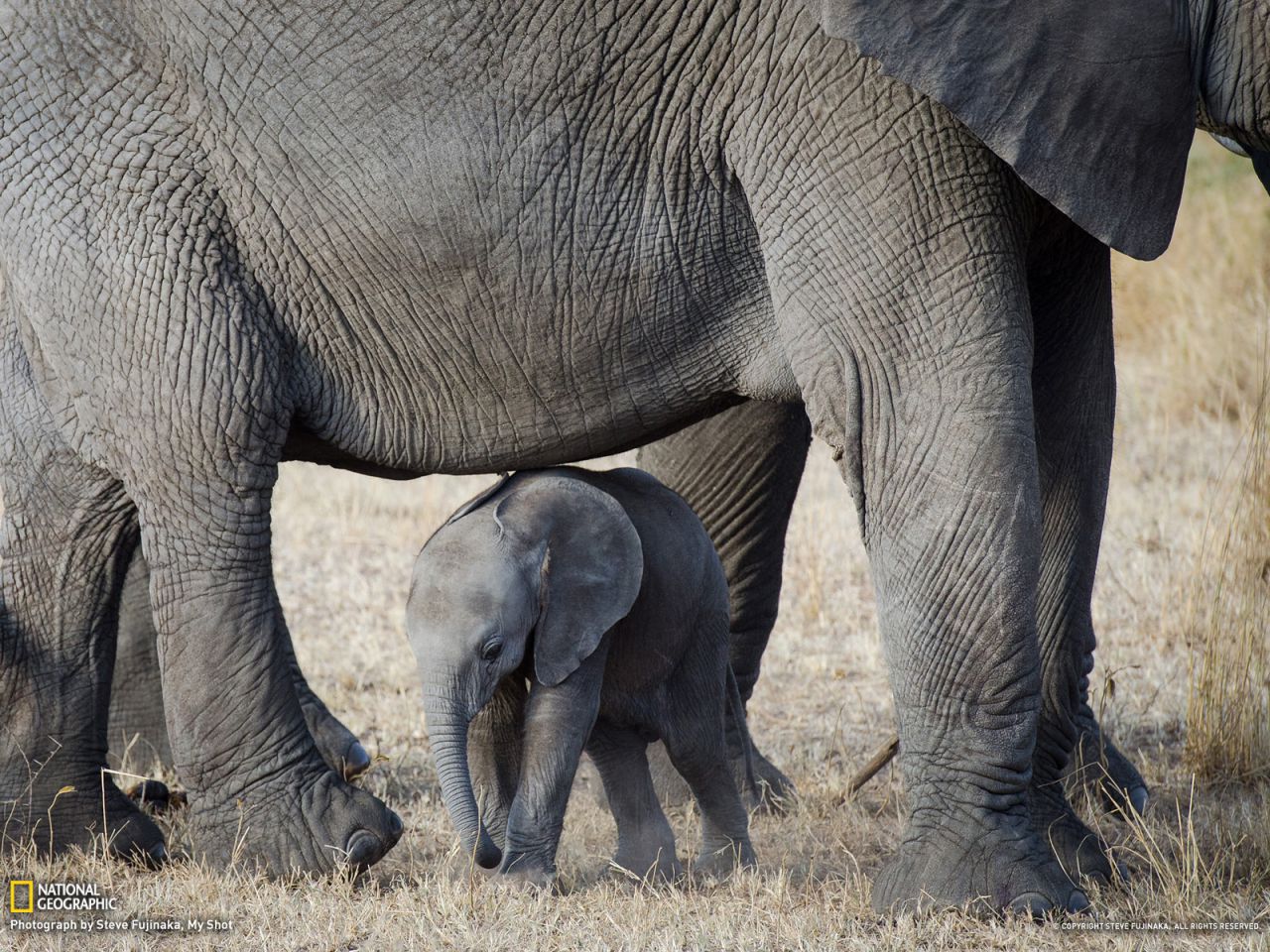 Elephants, Serengeti