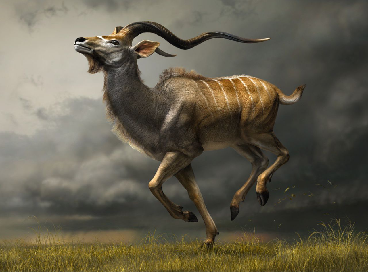 Charging Kudu