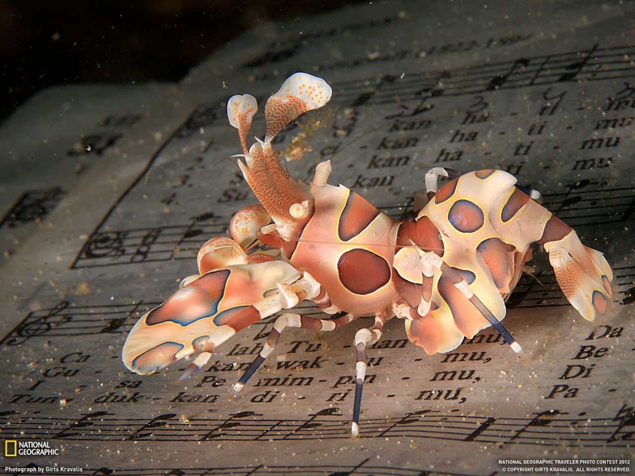Harlequin Shrimp, Indonesia