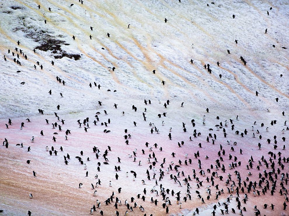 Penguins, Antarctica