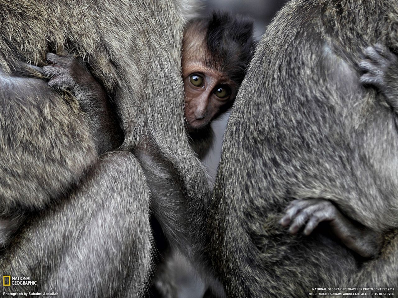 Monkeys, Indonesia