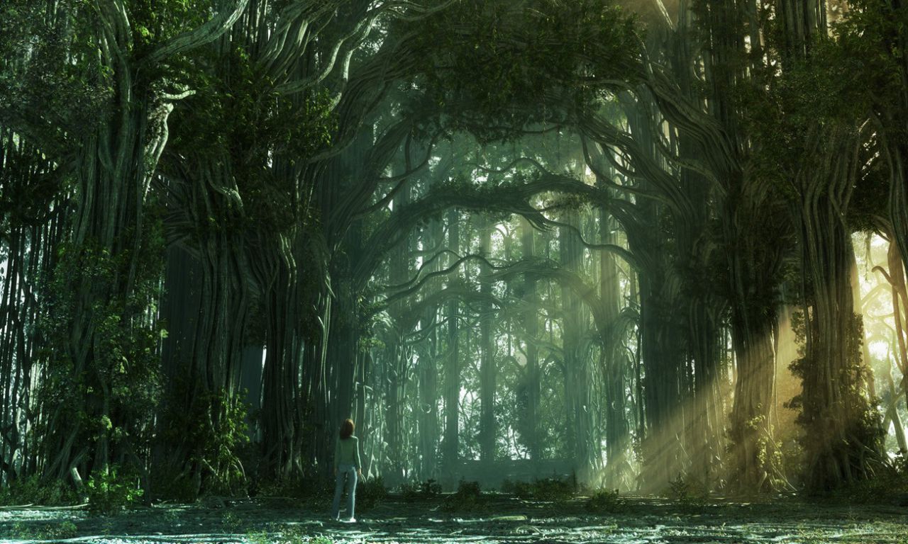 The sun light of  Forest