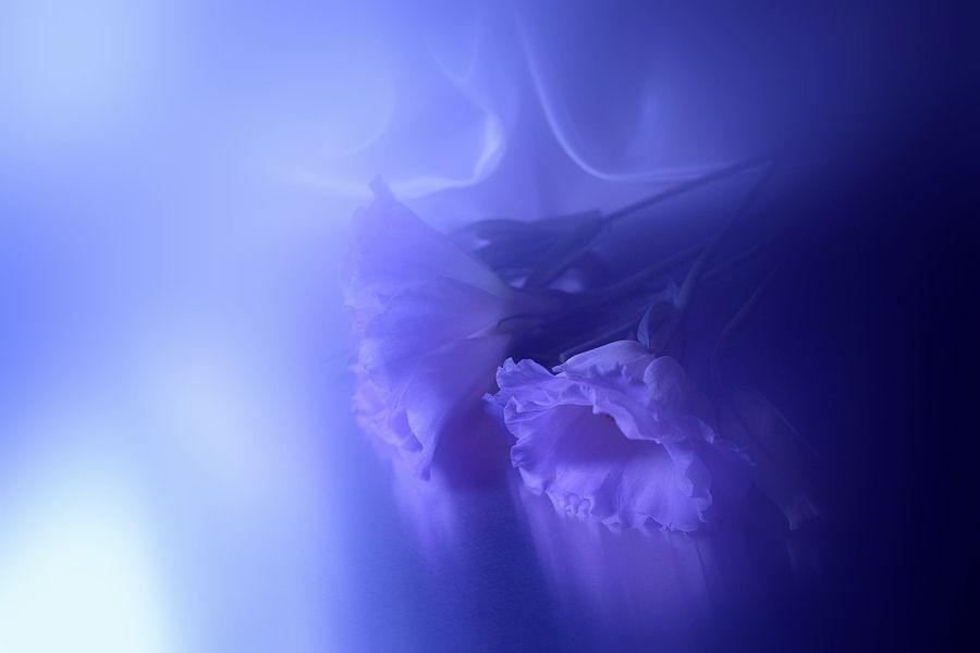 Resonance of the purple