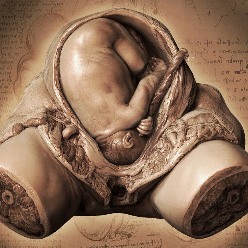 Human embryo