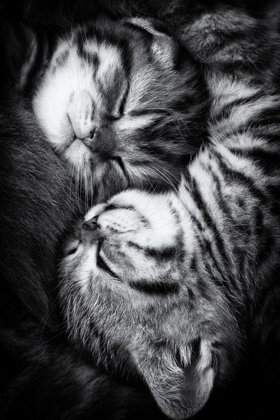 Yin and Yang