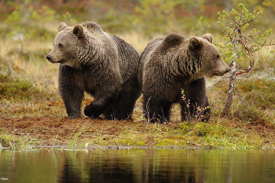 Two brothers