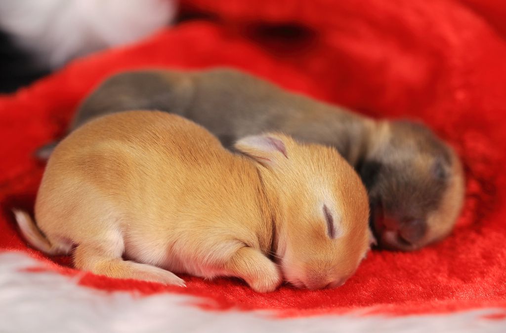 Sleeping Bunnies