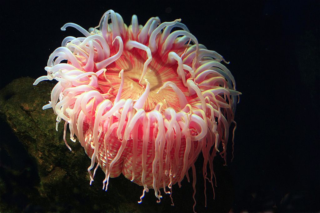 Sea Anemone