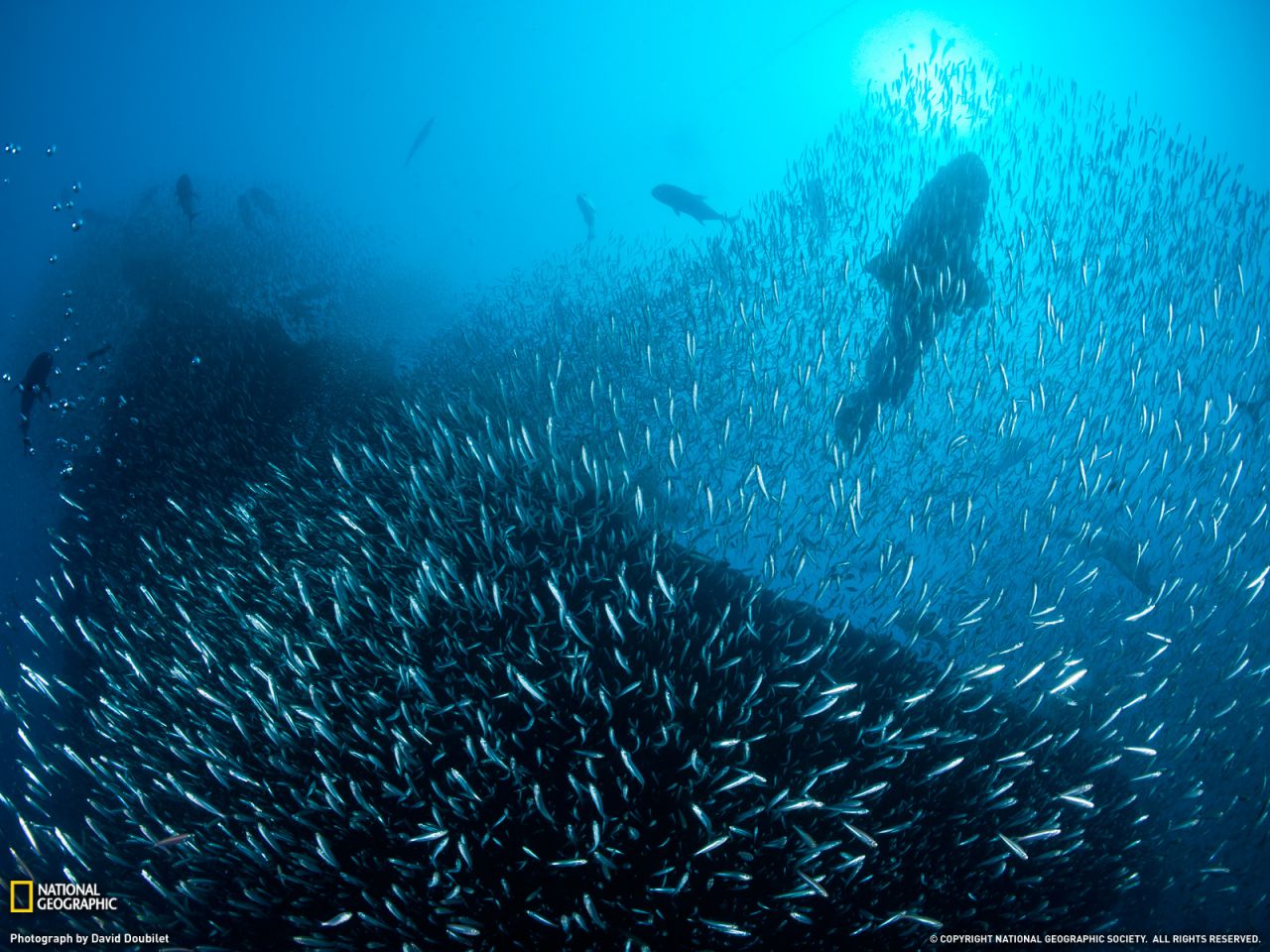 Shipwreck, Great Barrier Reef