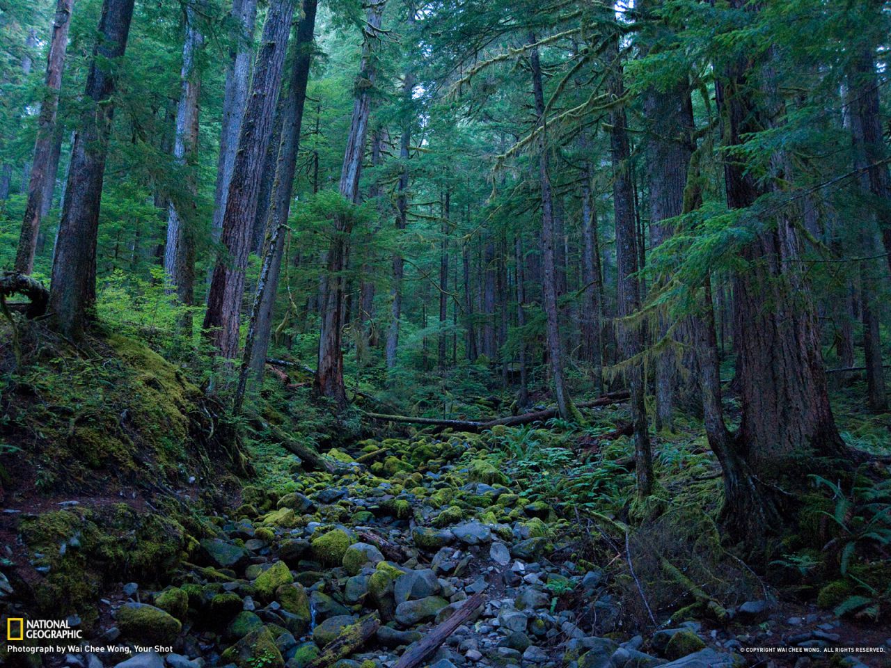Hoh Rain Forest, Olympic National Park