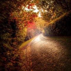 Autumn Road
