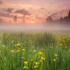 Morning Harmony