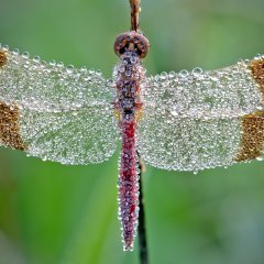 The jewels