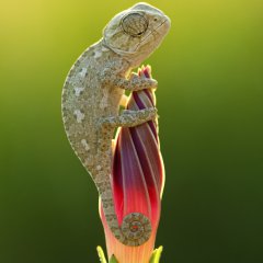lovely dinosaur