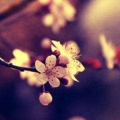 My beautiful Spring