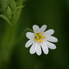 Fragile Flower