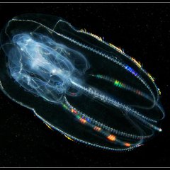 Comb jelly
