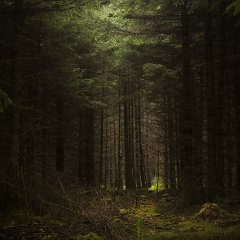 Cwn Mynach