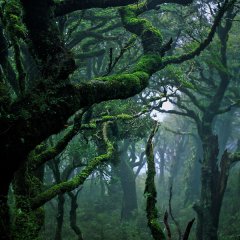 Subtropical rain-forest in Waikaremoana, New Zealand