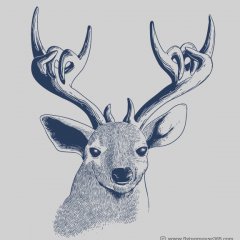 DEEROCK