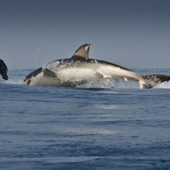 Flying Shark