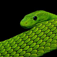 Green  Mamba