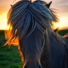 The horse of sagas