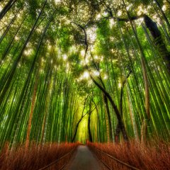 Bamboo forest in kyoto