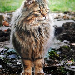 His royal fluffiness