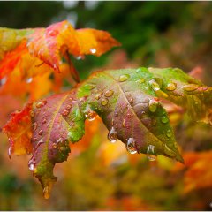 Rainbow Rain Droplets