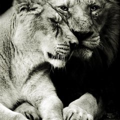 Tenderly