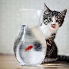 Hungry