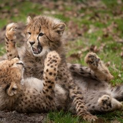 Little fighters