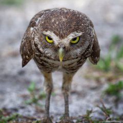.... you looking at me !!!!