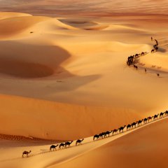 Camel train