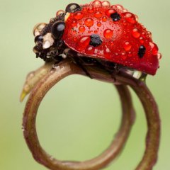 Ladybug