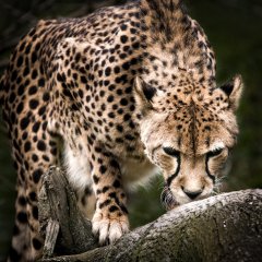 Hunting