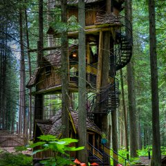 Tallest Tree House In BC