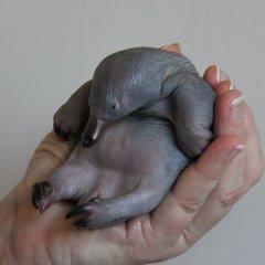 Baby Echidna