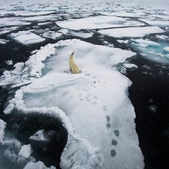 Living on thin ice