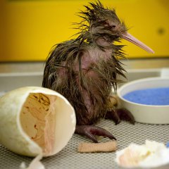 Newborn kiwi chick